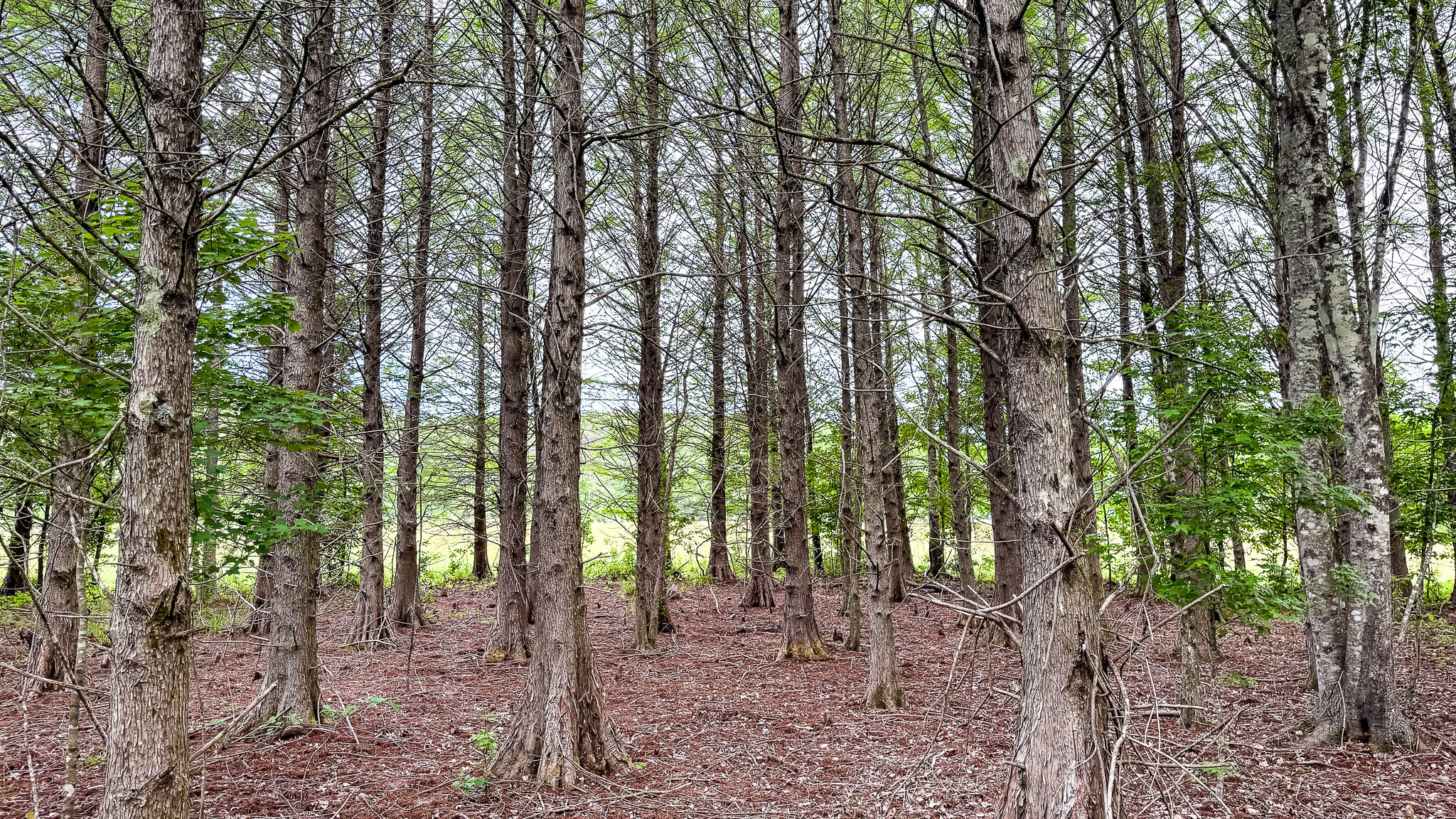 1034 Tuten Road Jacksonboro, SC 29452 - Photo 71 of 77 Hayne HallSC Land for Sale-81