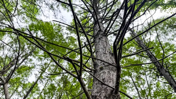 $3,575,000 | 1034 Tuten Road, Jacksonboro, SC 29452