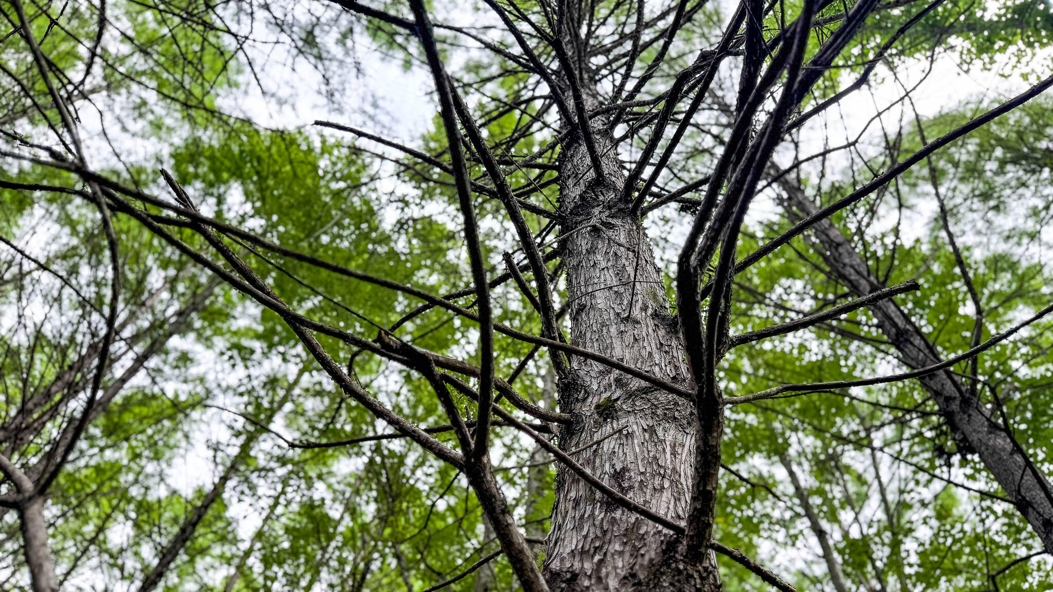 1034 Tuten Road Jacksonboro, SC 29452 - Photo 72 of 77 Hayne HallSC Land for Sale-82