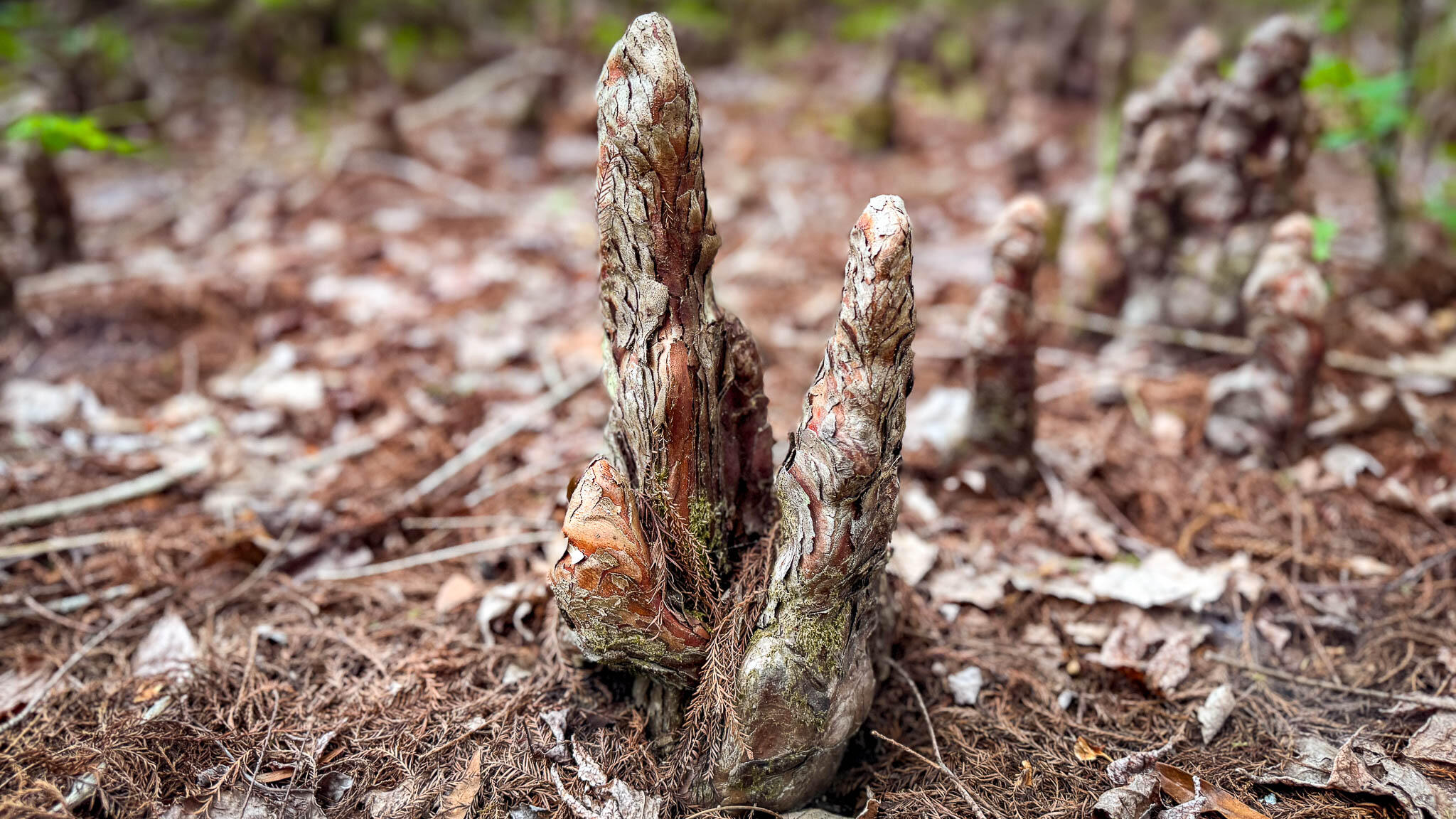 1034 Tuten Road Jacksonboro, SC 29452 - Photo 74 of 77 Hayne HallSC Land for Sale-84