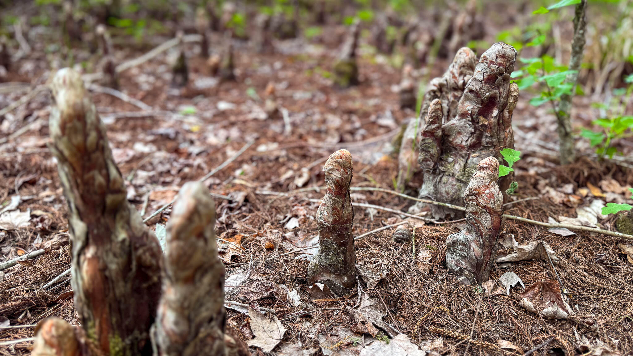 1034 Tuten Road Jacksonboro, SC 29452 - Photo 75 of 77 Hayne HallSC Land for Sale-85