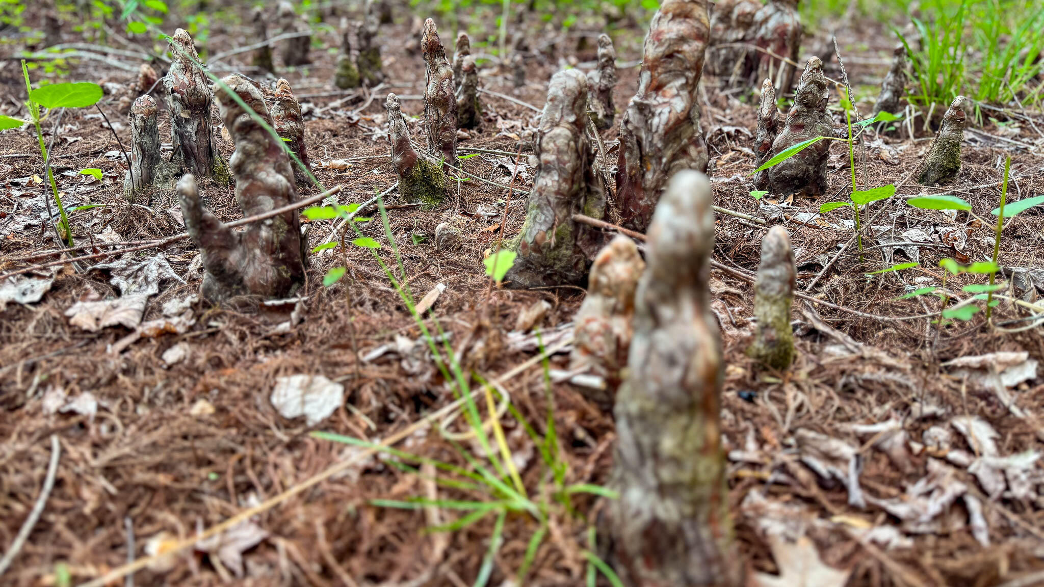 1034 Tuten Road Jacksonboro, SC 29452 - Photo 76 of 77 Hayne HallSC Land for Sale-86
