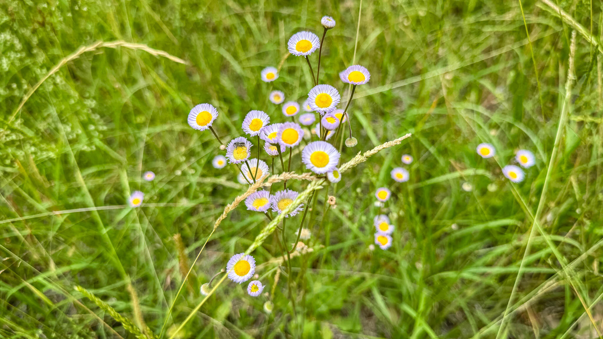 1034 Tuten Road Jacksonboro, SC 29452 - Photo 77 of 77 Hayne HallSC Land for Sale-87