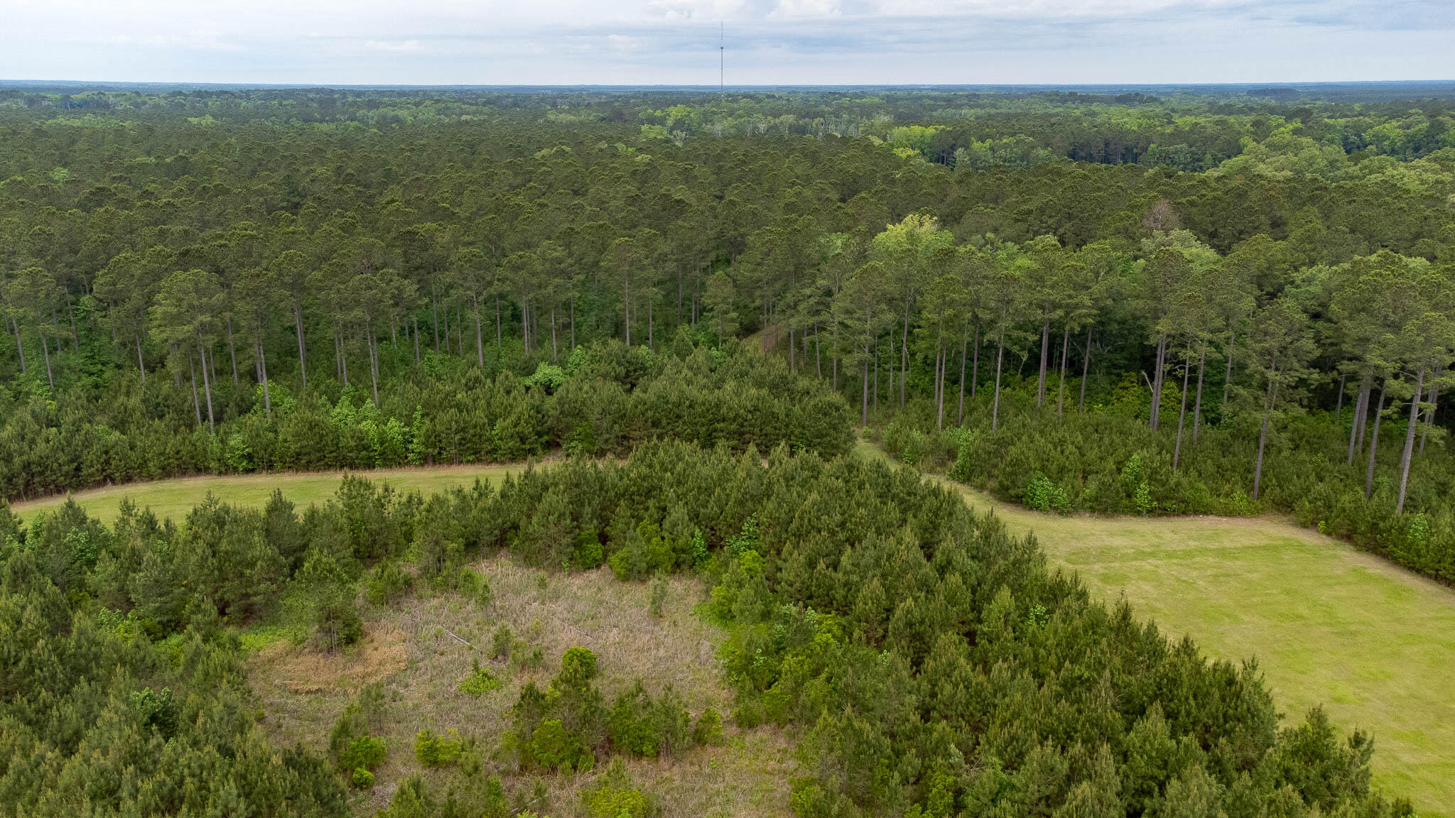 1034 Tuten Road Jacksonboro, SC 29452 - Photo 9 of 77 Hayne HallSC Land for Sale-57