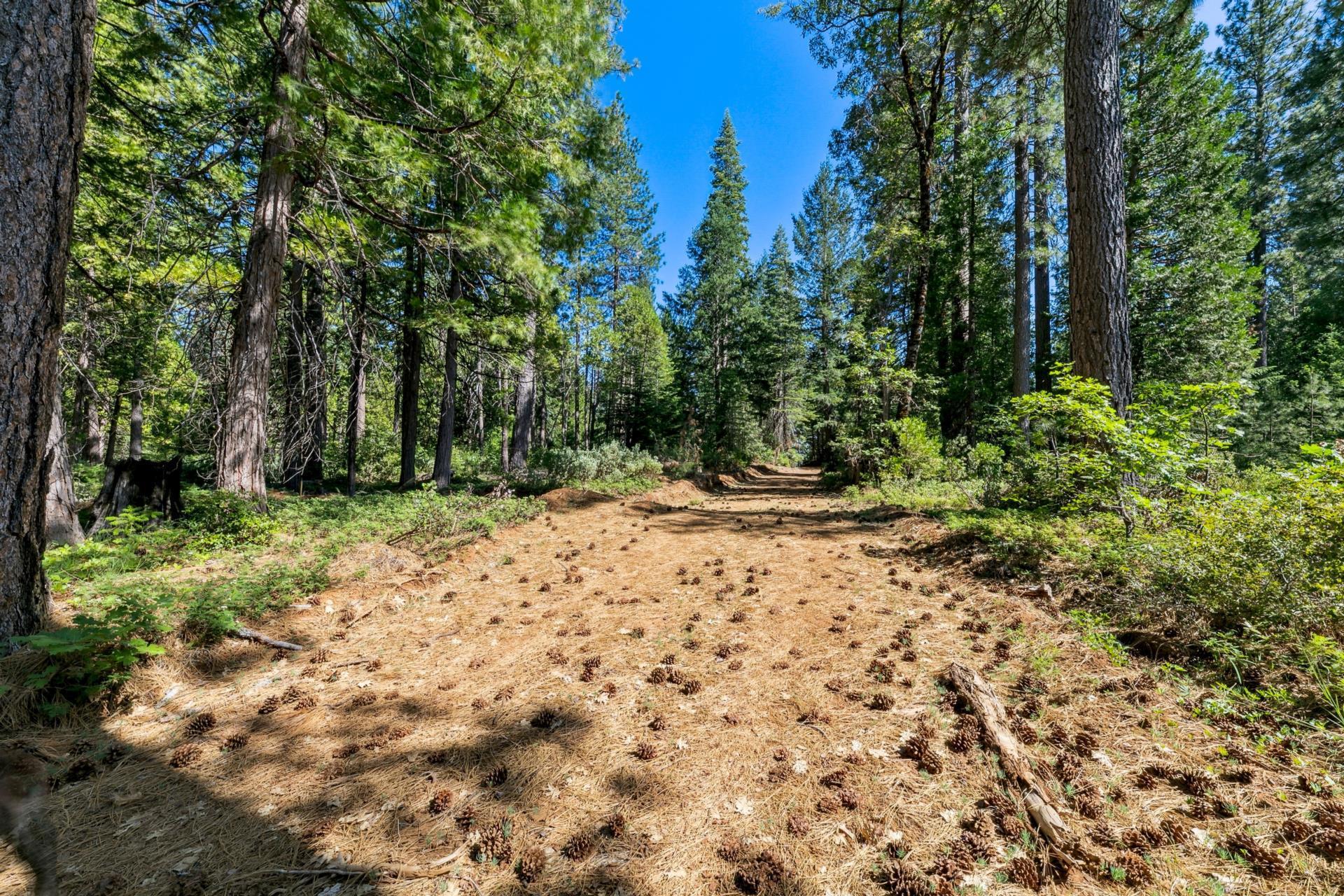 Emigrant Gap Emigrant Gap, CA 95715 - Photo 19 of 21 a view of a yard with plants and trees