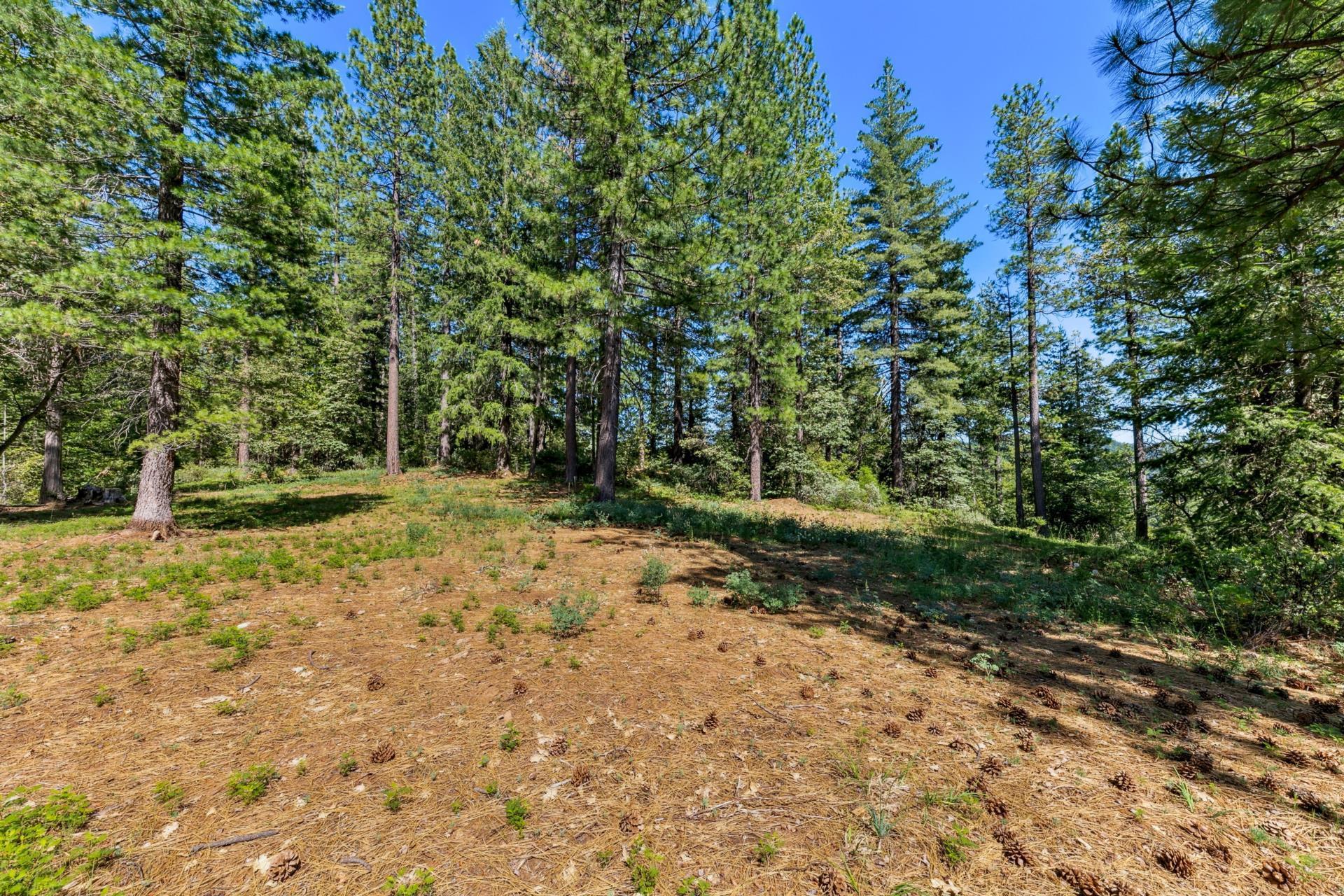 Emigrant Gap Emigrant Gap, CA 95715 - Photo 8 of 21 a view of a yard with plants and trees