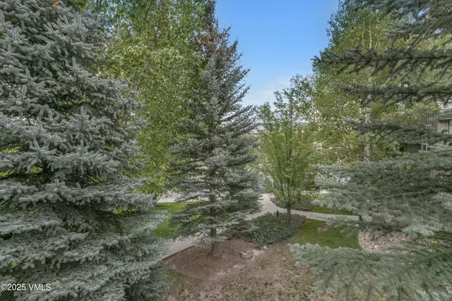 a view of a forest with lots of trees