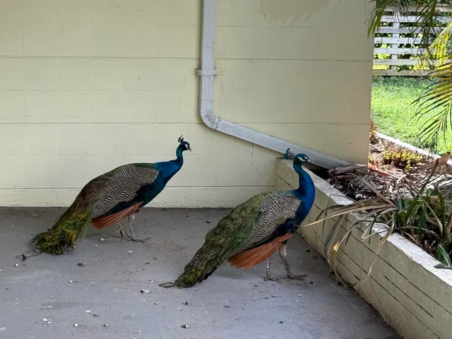 a view of a backyard with chairs and potted plants