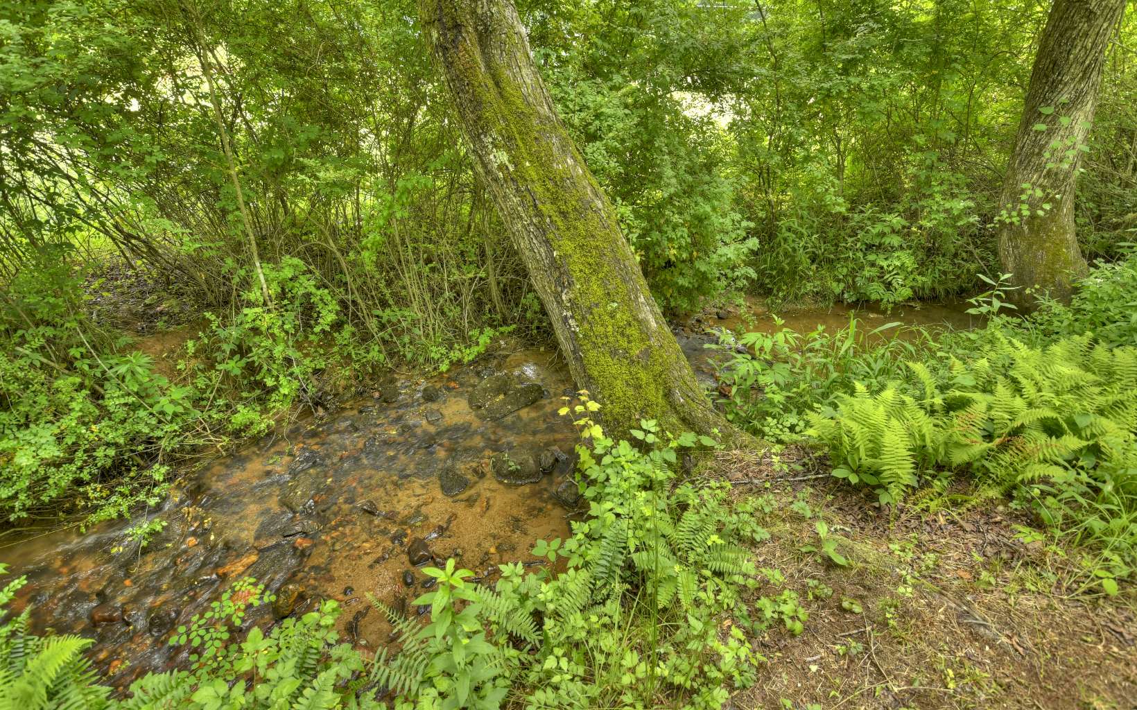 920 Tennis Court Road Blue Ridge, GA 30513 - Photo 3 of 56 a view of a lush green forest