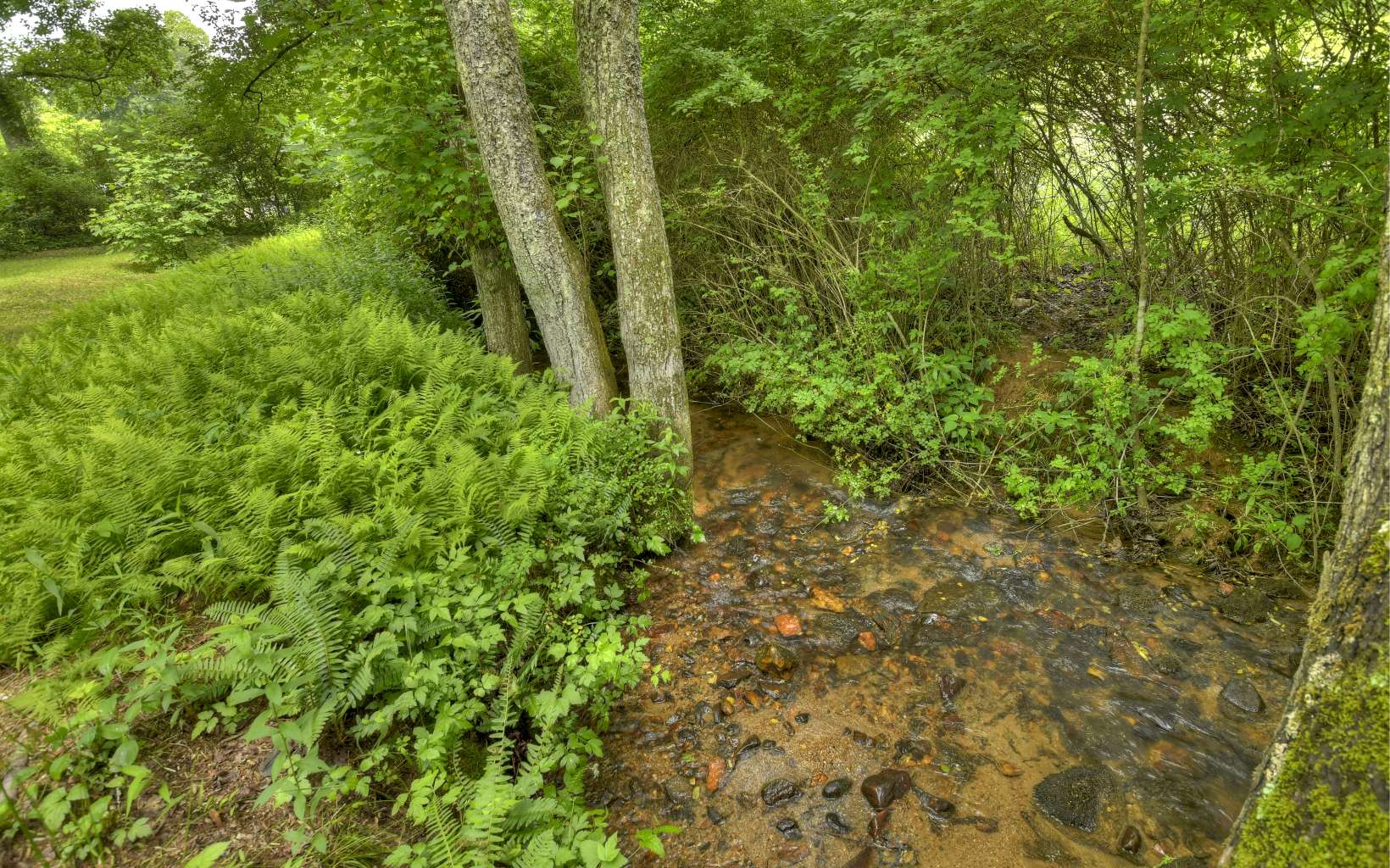 920 Tennis Court Road Blue Ridge, GA 30513 - Photo 34 of 56 a view of a lush green forest