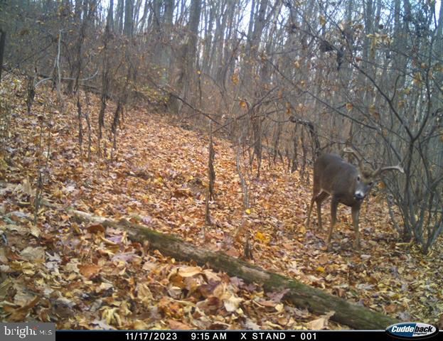 Hopkins Gap Road Fulks Run, VA 22830 - Photo 44 of 75