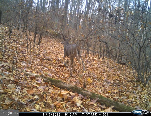 Hopkins Gap Road Fulks Run, VA 22830 - Photo 46 of 75