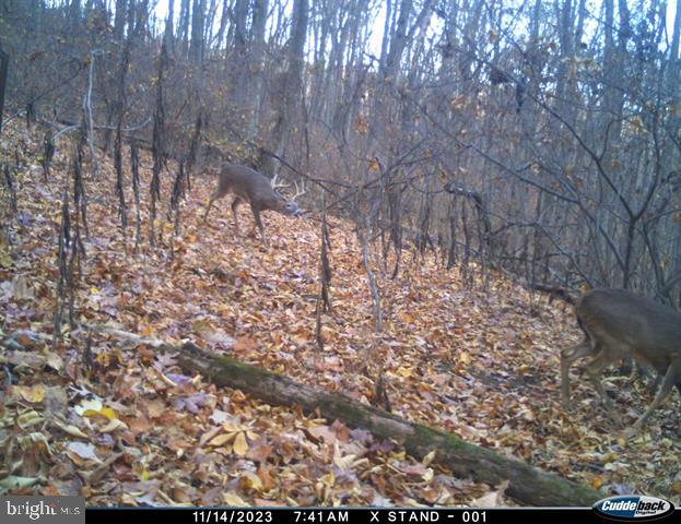 Hopkins Gap Road Fulks Run, VA 22830 - Photo 47 of 75