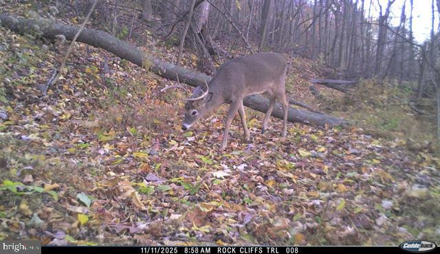 Hopkins Gap Road Fulks Run, VA 22830 - Photo 49 of 75