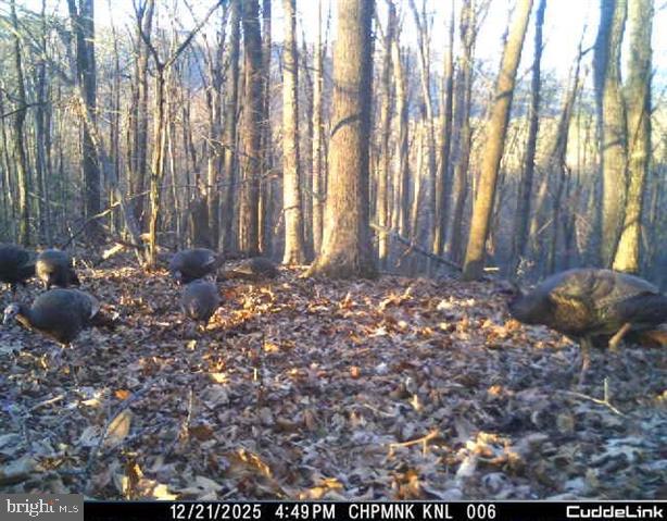 Hopkins Gap Road Fulks Run, VA 22830 - Photo 50 of 75