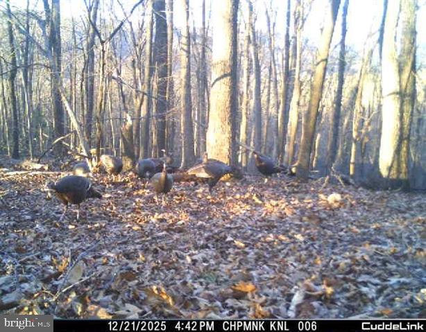 Hopkins Gap Road Fulks Run, VA 22830 - Photo 51 of 75