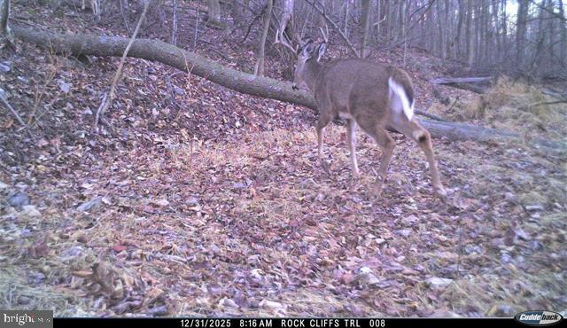 Hopkins Gap Road Fulks Run, VA 22830 - Photo 53 of 75