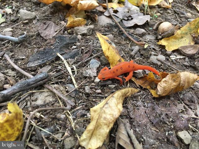 Hopkins Gap Road Fulks Run, VA 22830 - Photo 60 of 75