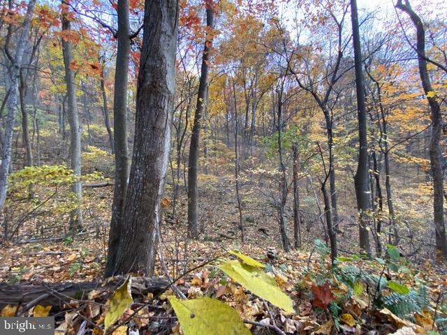 Hopkins Gap Road Fulks Run, VA 22830 - Photo 61 of 75