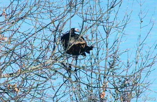 $650,000 | 111 Hwy Bb, Iberia, MO 65486