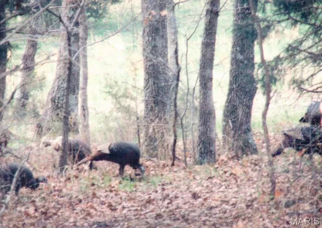 $650,000 | 111 Hwy Bb, Iberia, MO 65486