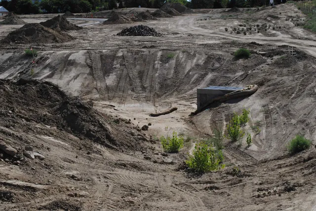 a view of a dry yard with trees and plants