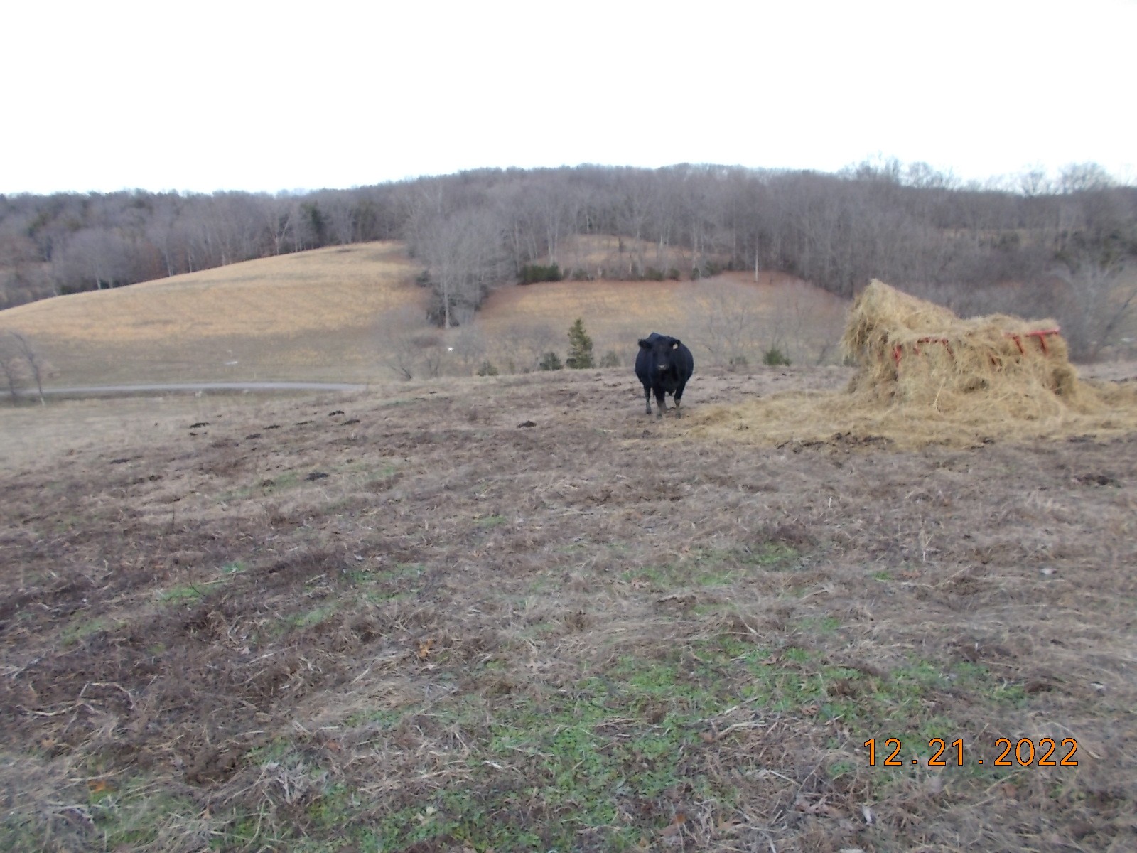 260 Round Top Road Alexandria, TN 37012 - Photo 58 of 65 a view of a dry field with trees in the background