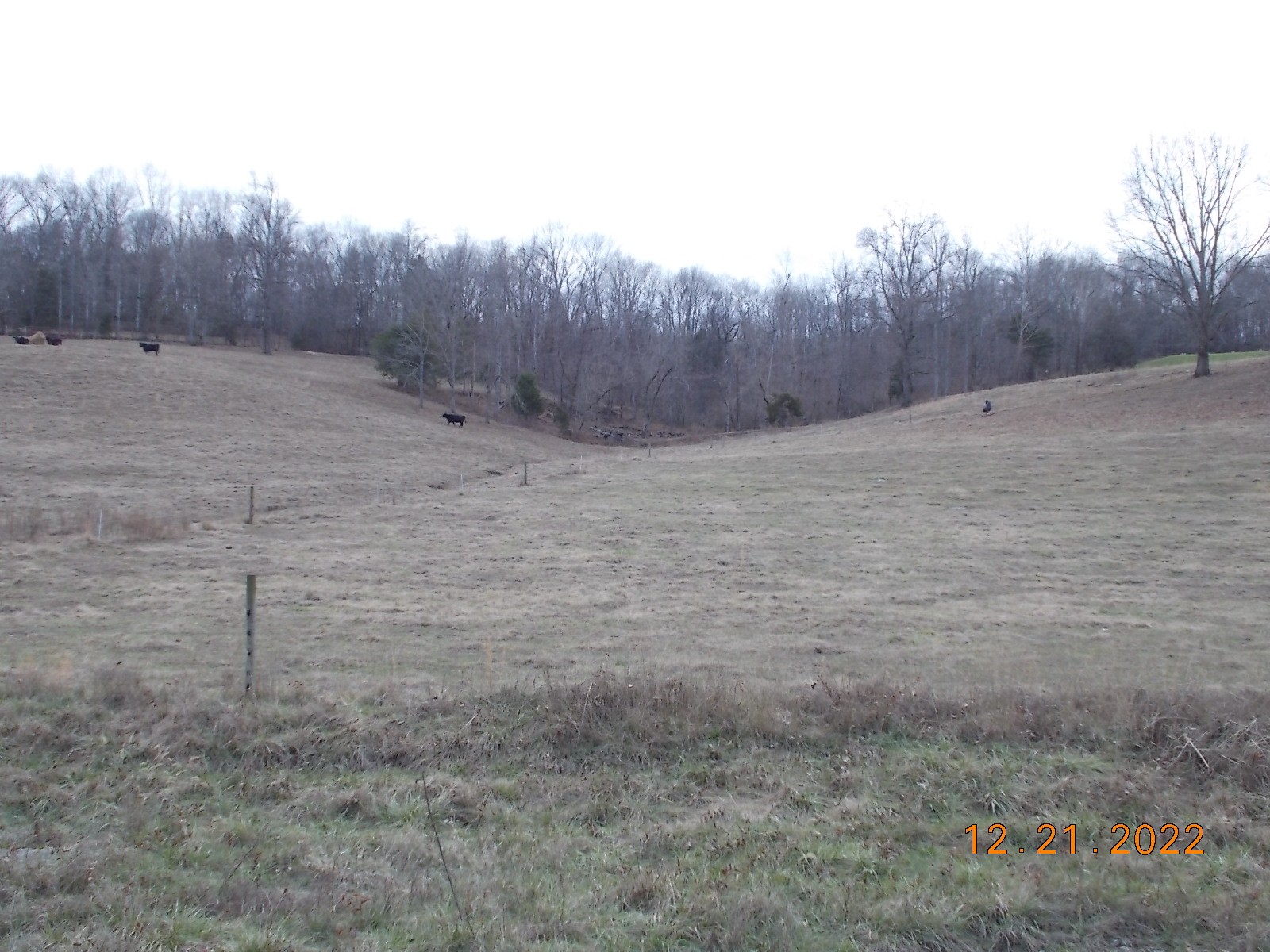 260 Round Top Road Alexandria, TN 37012 - Photo 65 of 65 a view of a dry yard