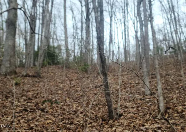 a view of a forest with lots of trees