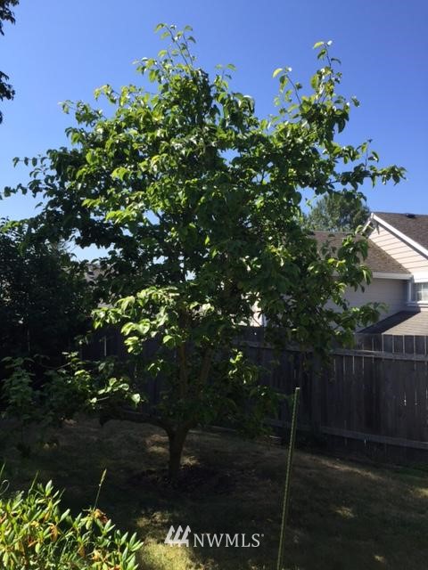 2113 Northeast 6th Place Renton, WA 98056 - Photo 21 of 23