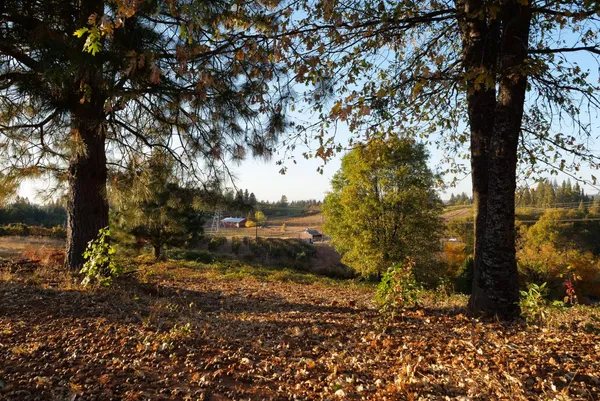 a view of outdoor space with trees all around