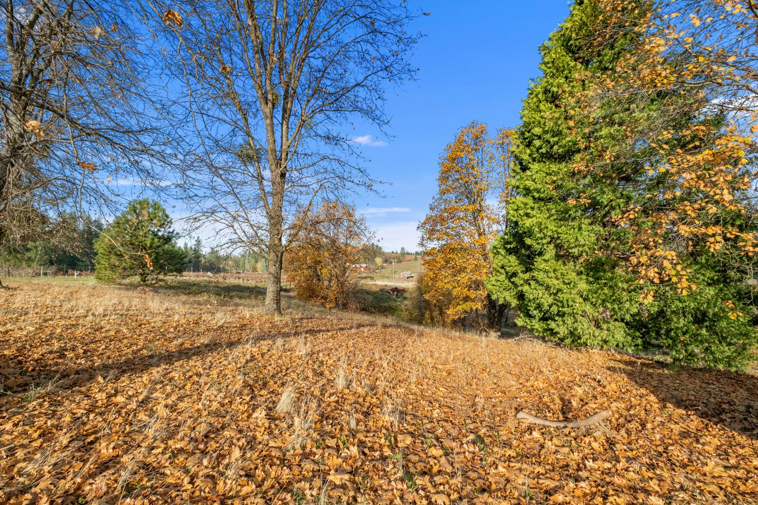 2635 Cleese Road Camino, CA 95709 - Photo 29 of 33 a view of dirt yard with a tree