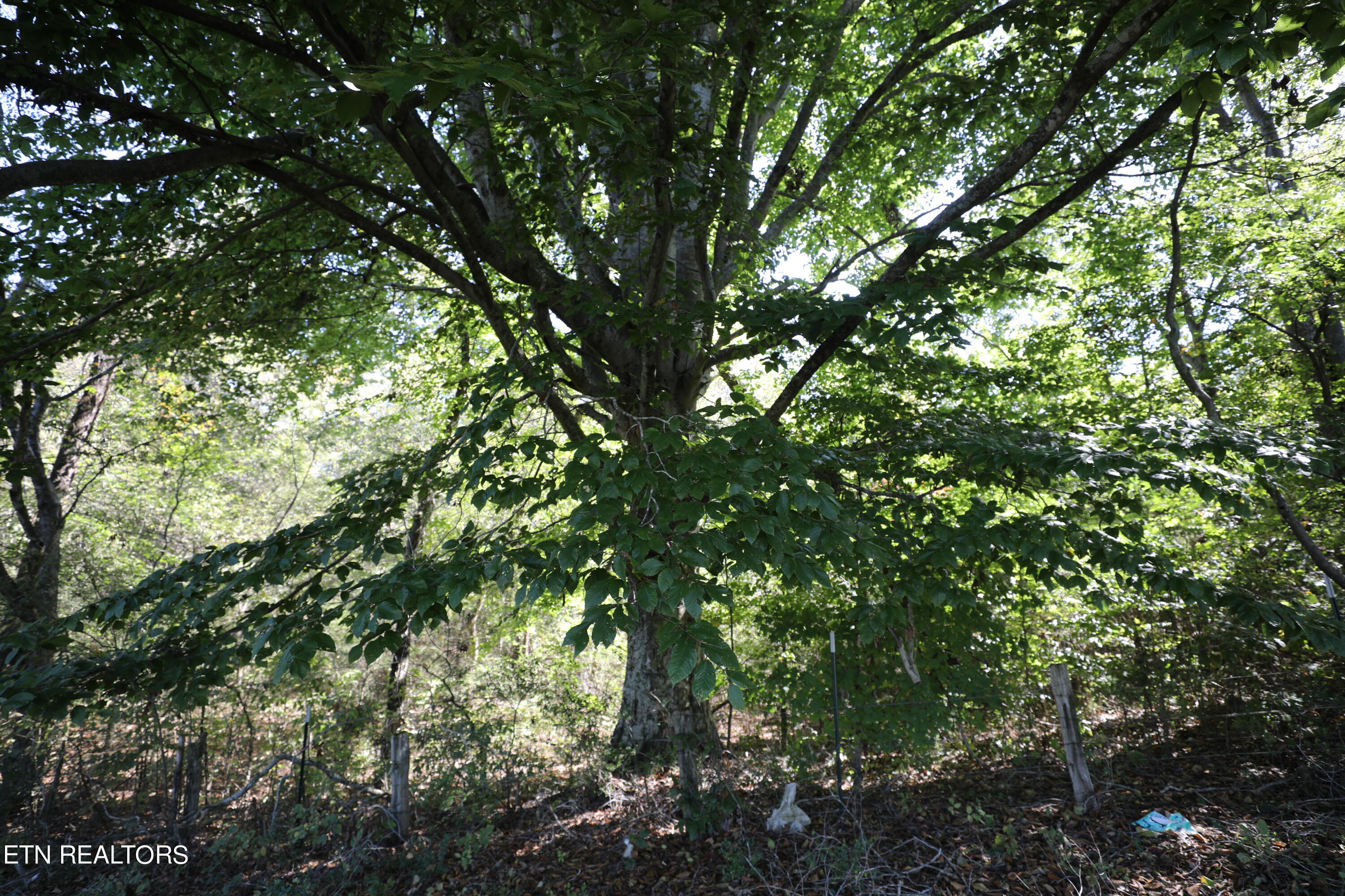 222 Summit Road Madisonville, TN 37354 - Photo 14 of 46 144A4365