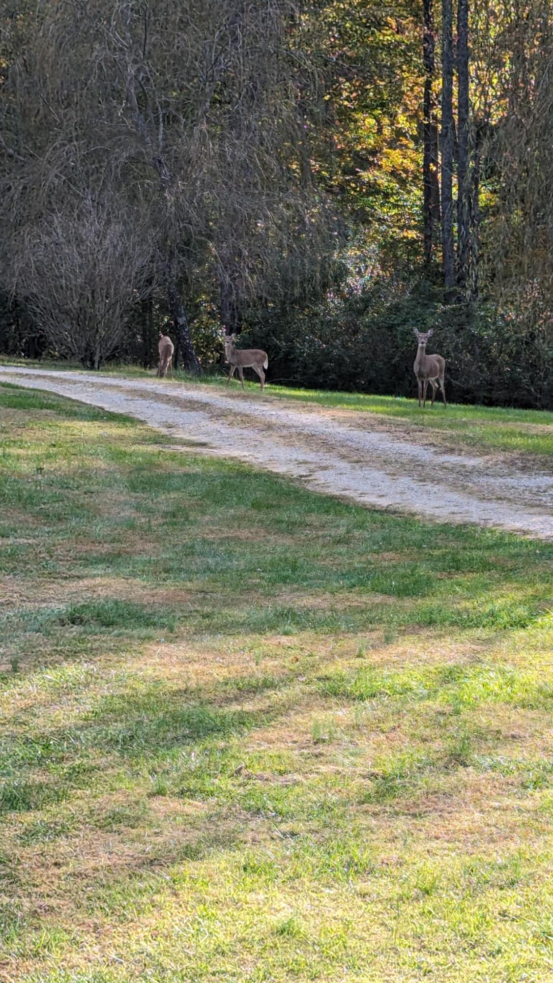 1381 Stewart Road Somerset, KY 42501 - Photo 24 of 54 24.5