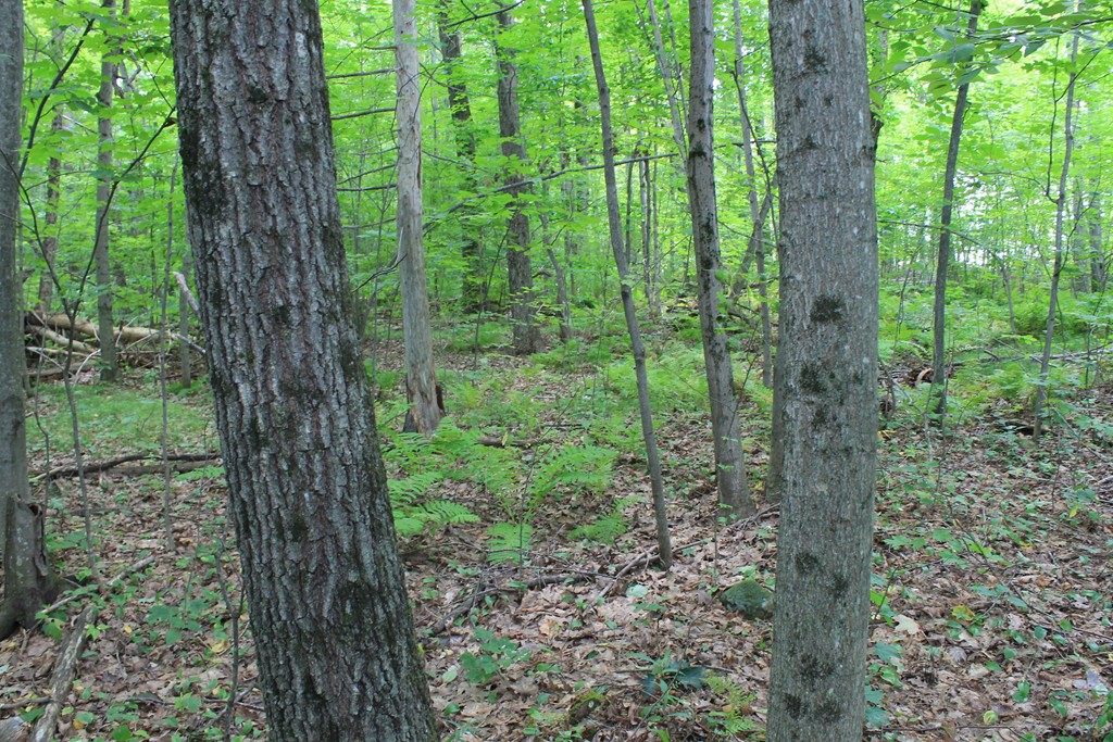 0 Merriam Road Princeton, MA 01541 - Photo 14 of 25 Gallery Image 14