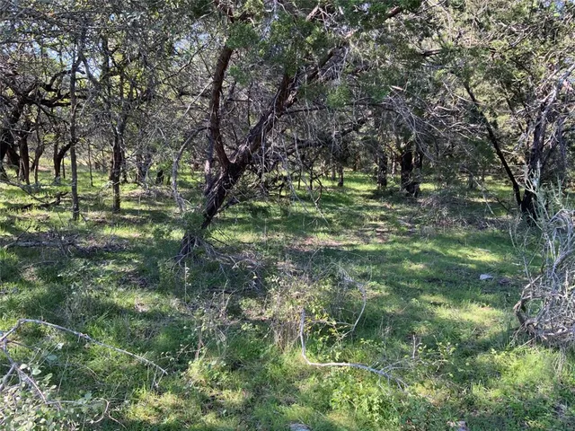 a view of a lush green forest with lots of trees