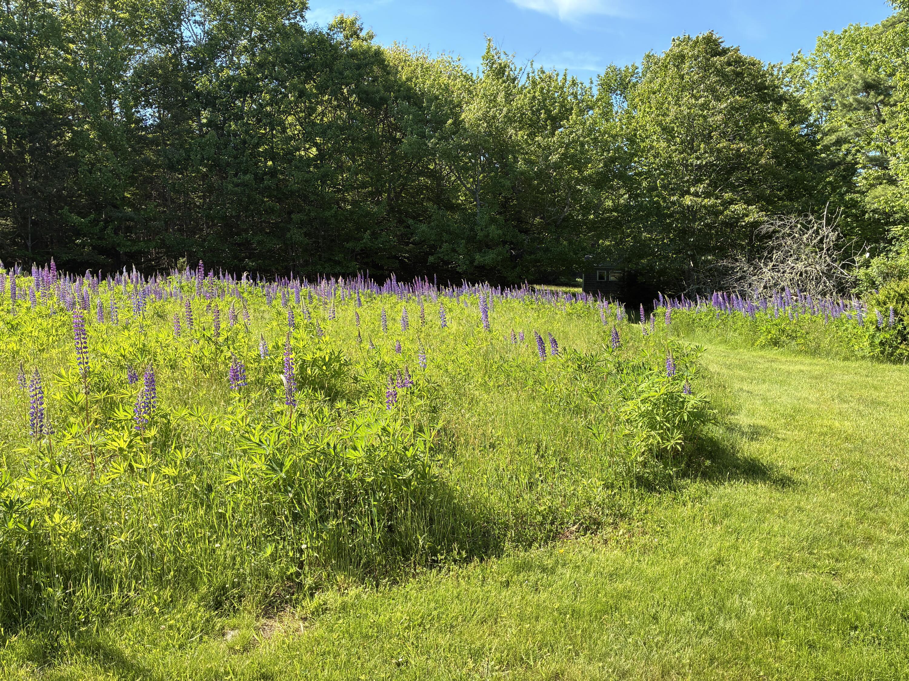 707 Newbury Neck Road Surry, ME 04684 - Photo 28 of 40 Back path to sheds.