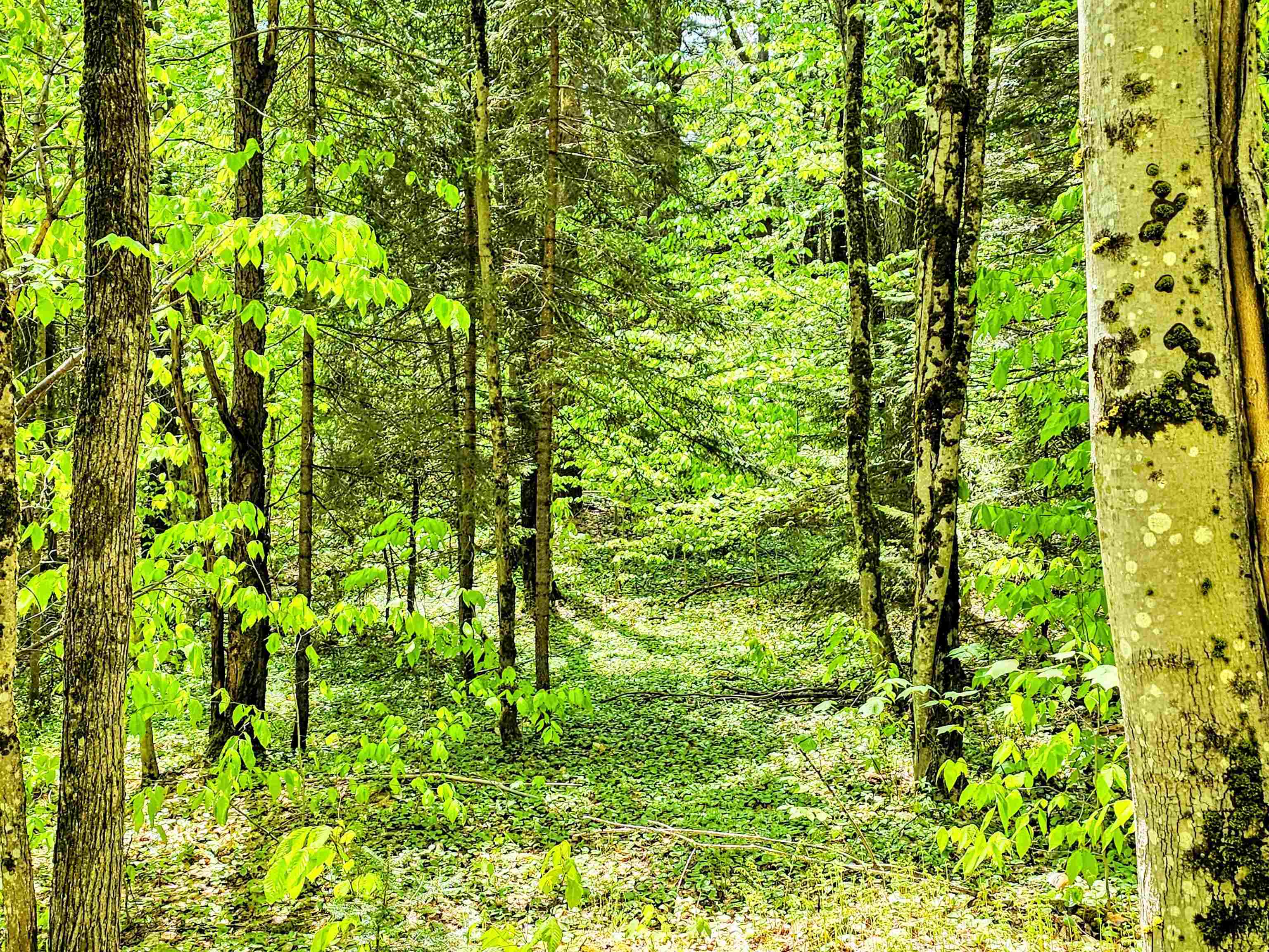 Lot 10 Minor Road Wilmington, VT 05363 - Photo 12 of 26