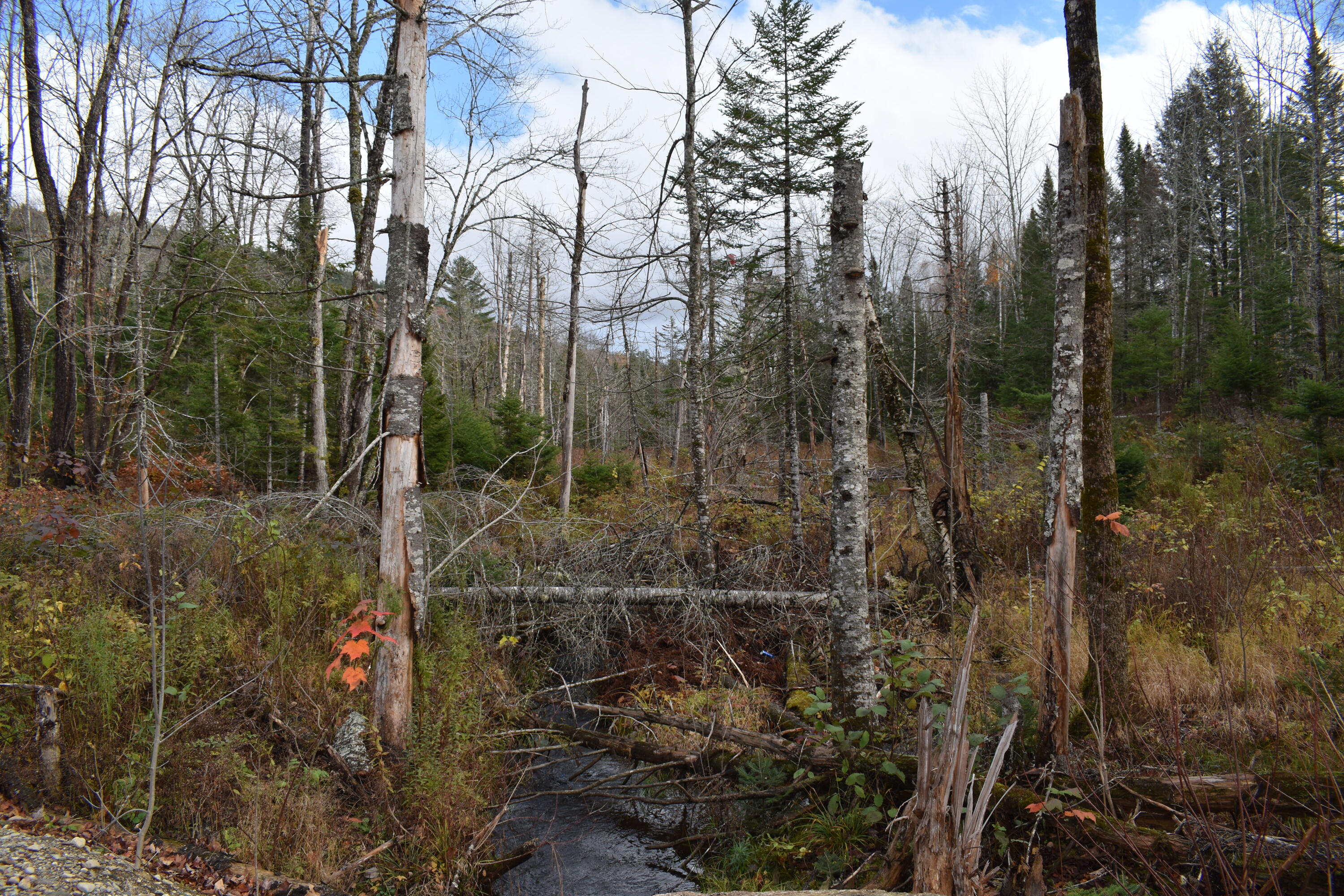 Off Mill Privilege Road Springfield, ME 04487 - Photo 7 of 11 DSC_0361
