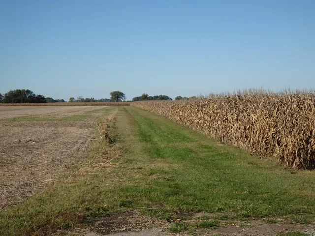 a view of a field with a tree in the background