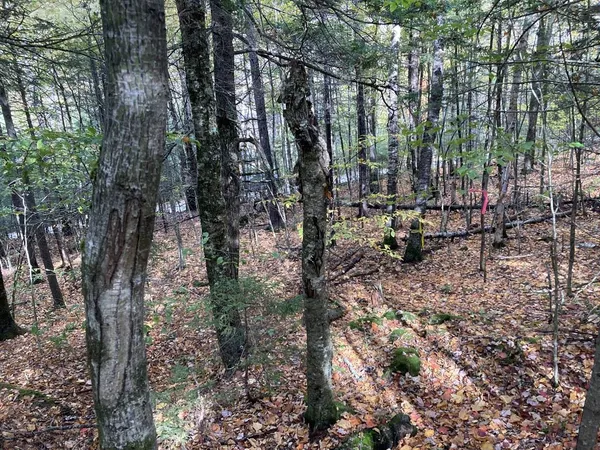 $69,900 | Abnaki Trail, Campton, NH 03223