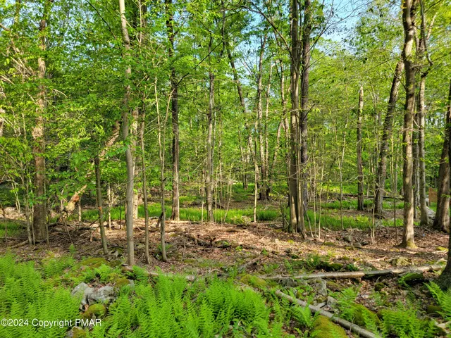 a view of trees and bushes