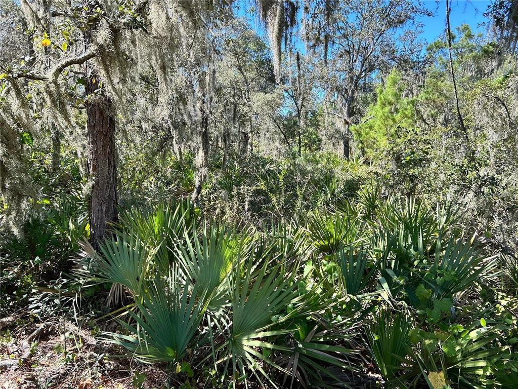 Woodstork Way Frostproof, FL 33843 - Photo 10 of 18 a view of a plant in a garden