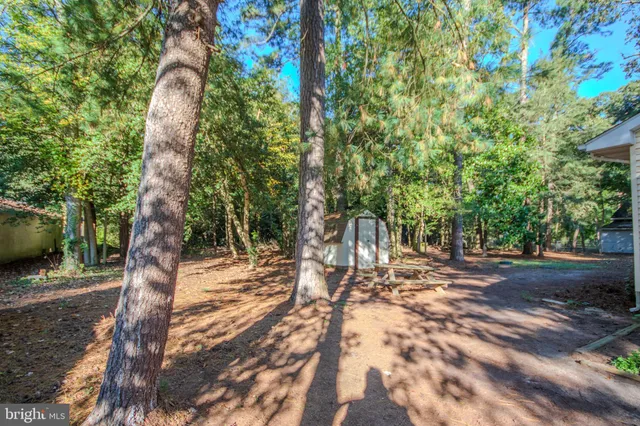 a view of a tree in the middle of a yard