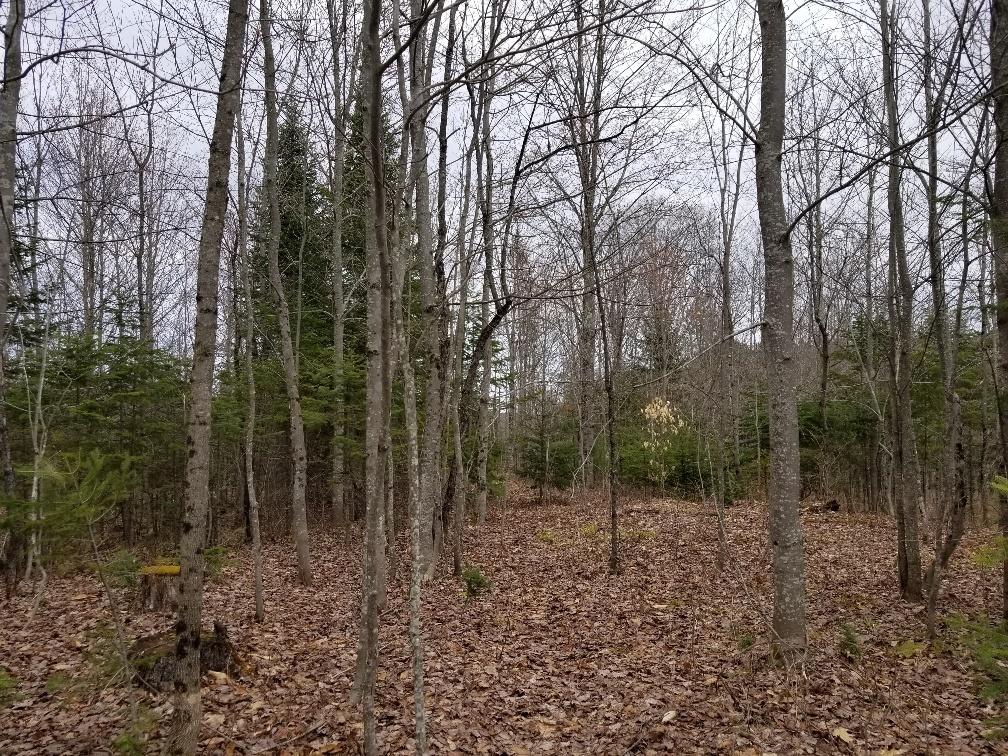 0 Weeks Mills Road New Sharon, ME 04955 - Photo 5 of 38 hardwood 4