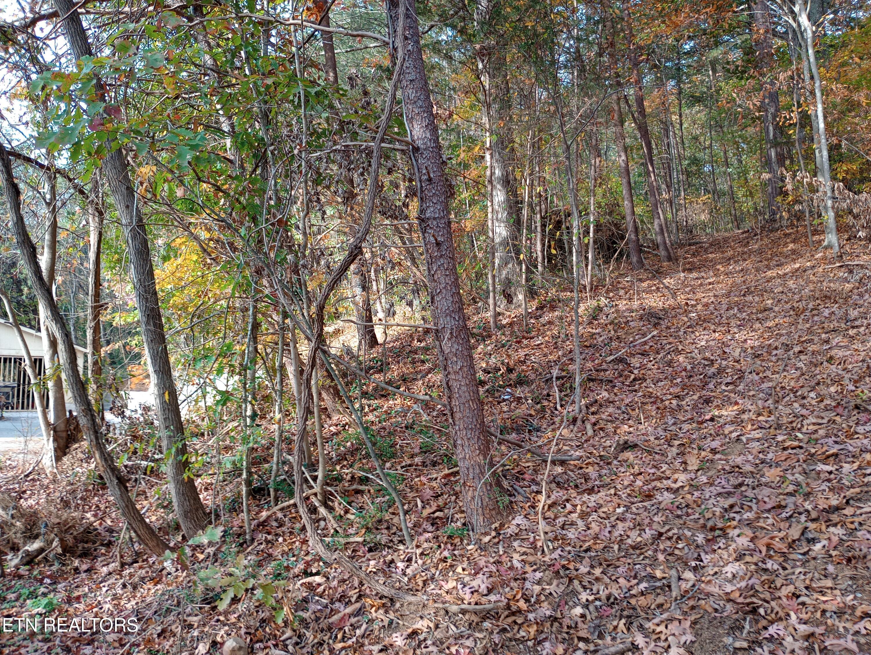 9815 East Brainerd Road Ooltewah, TN 37363 - Photo 39 of 39 Woods behind House