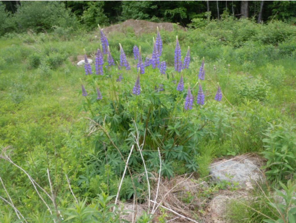 335 Governors Road Milton, NH 03851 - Photo 16 of 22