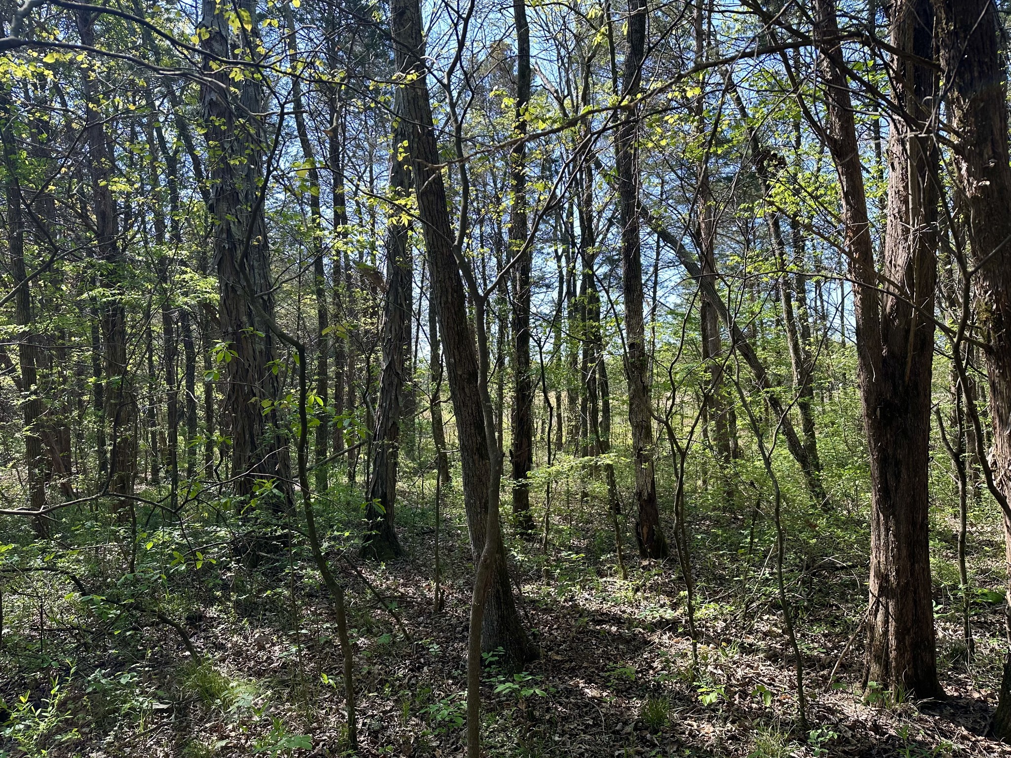 0 Cedar Grove Road South Chapel Hill, TN 37034 - Photo 3 of 14