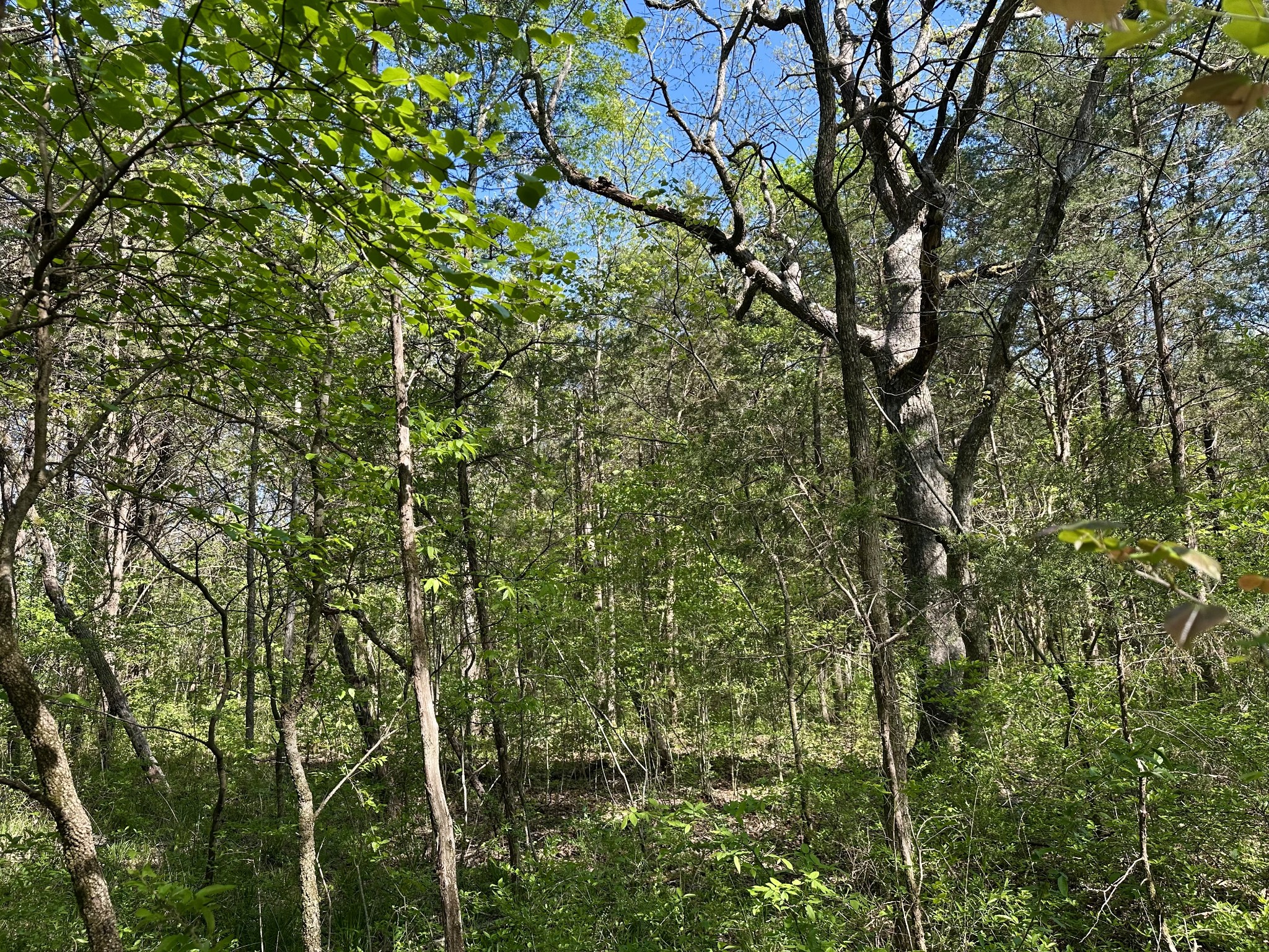 0 Cedar Grove Road South Chapel Hill, TN 37034 - Photo 8 of 14