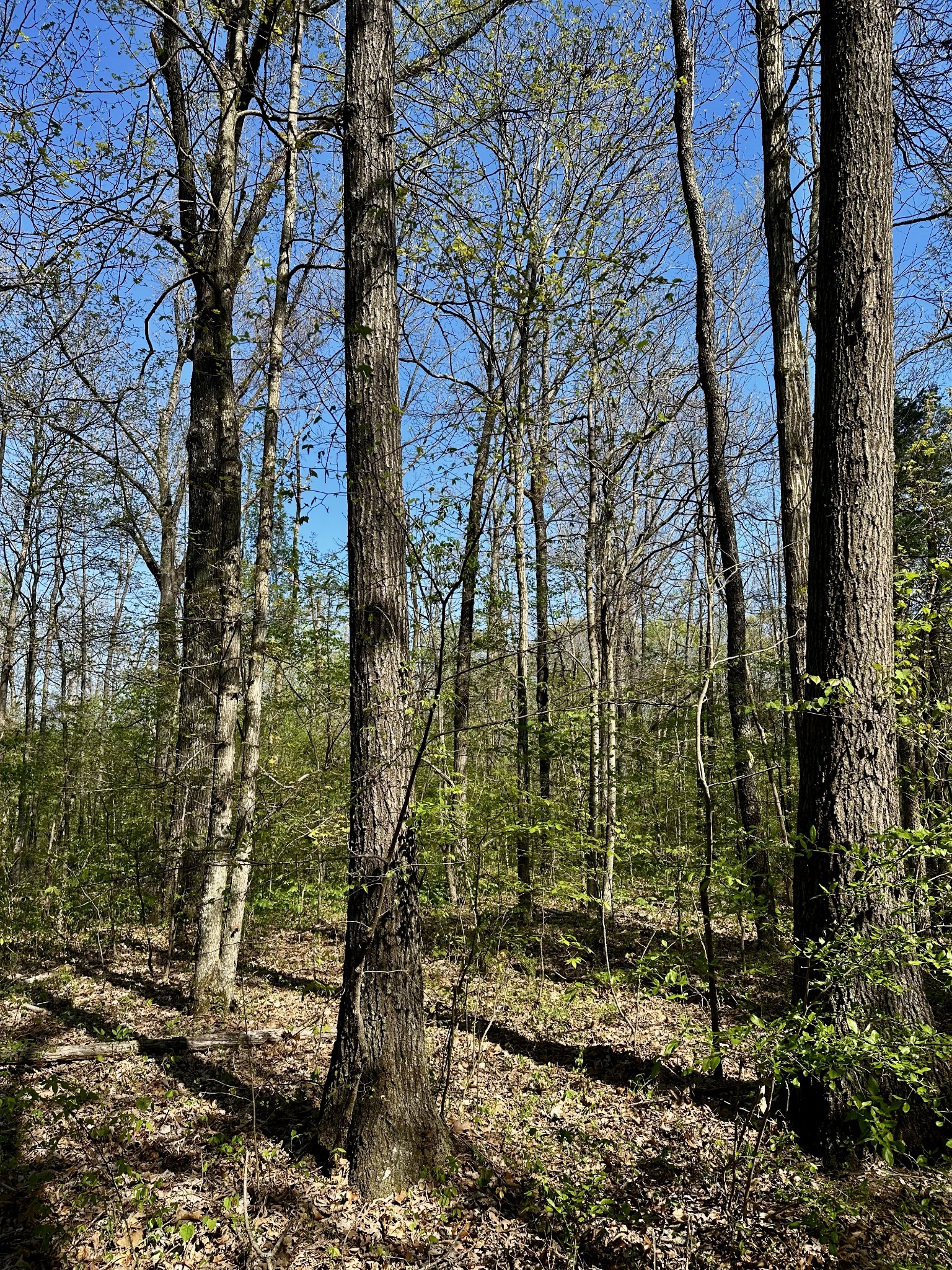 0 Cedar Grove Road South Chapel Hill, TN 37034 - Photo 9 of 14